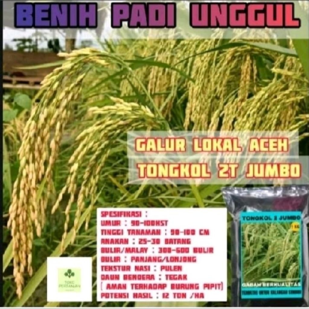 BENIH BIBIT PADI T2 TONGKOL JUMBO KEMASAN 5KG
