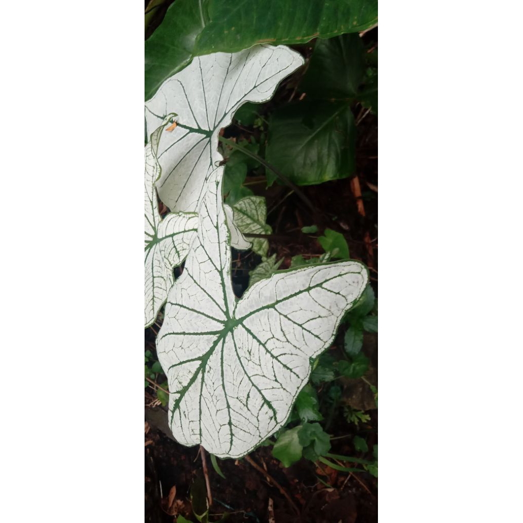 keladi putih|keladi putih gunung rempah|