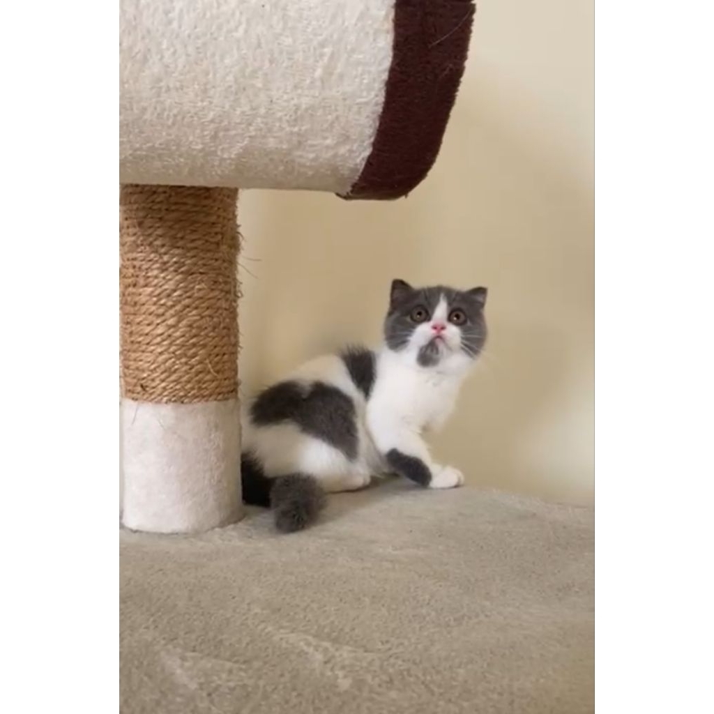 Scootish fold betina bicolor