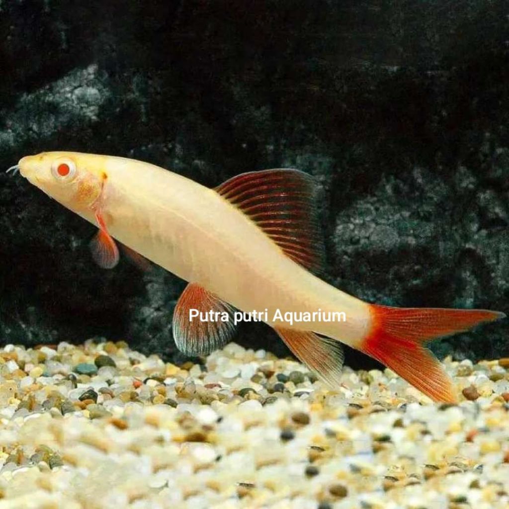 Hiasan Aquarium Redfin Albino