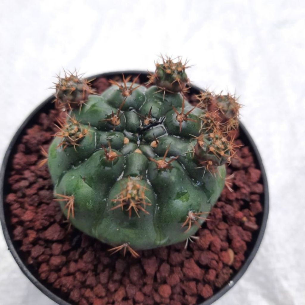 Kaktus Gymnocalycium Gymno Damsii Damsi Ungu
