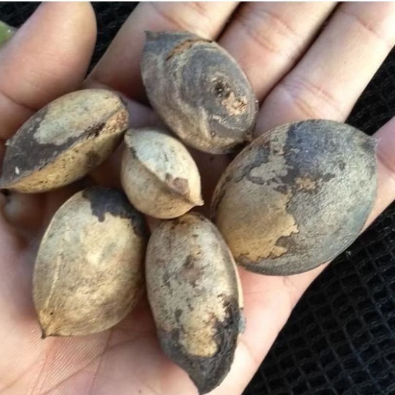 Biji Ketapang Laut 200 gram ( siap tanam)