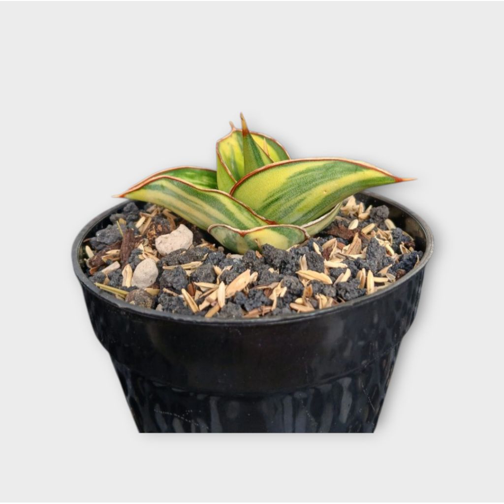 SANSEVIERIA KIMAYO BLUE VARIEGATED YELLOW.