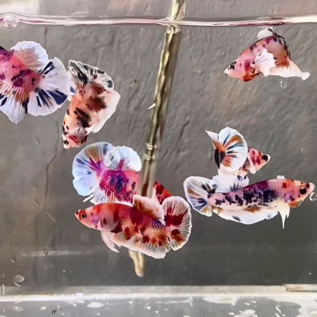 PROMO ( NEW )PLAKAD DUMBOEAR BARONGSAI//MULTICOLOR NEMO///CANDY DLL