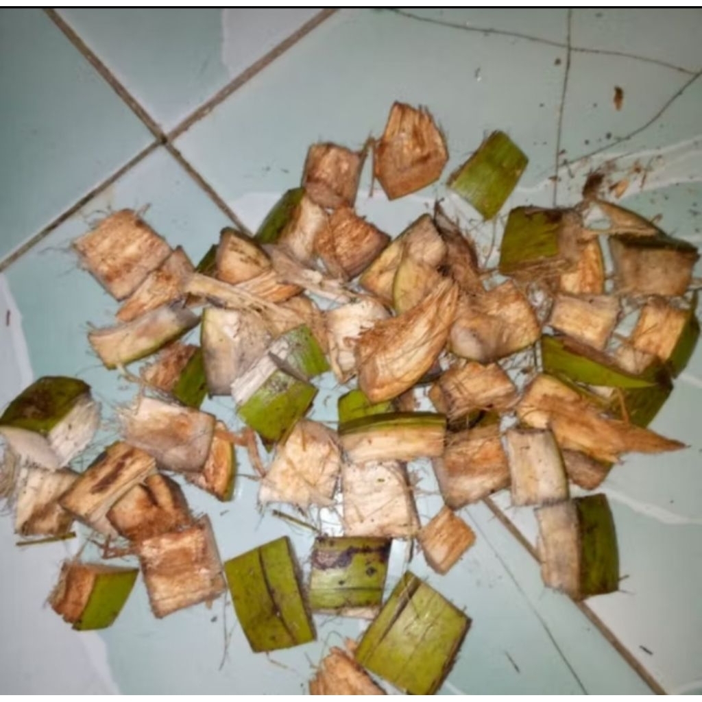 Pakan kumbang badak fress 500gr