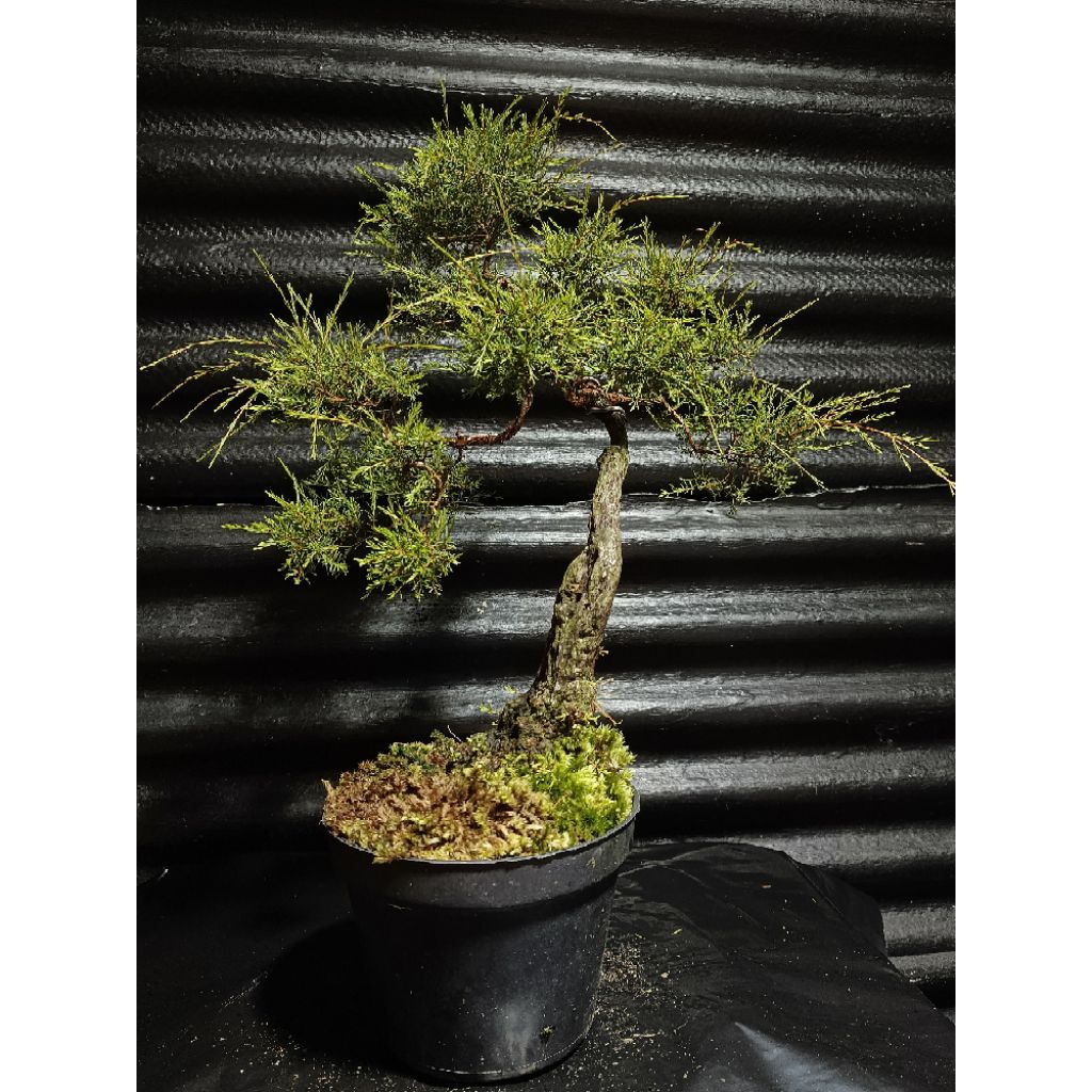 cucur atap meliuk siap pajang