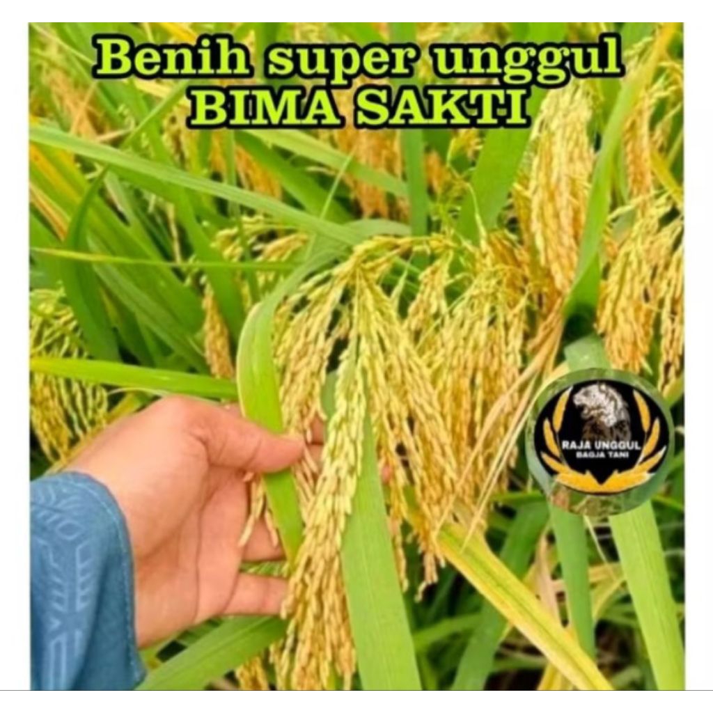 BENIH PADI BIMA SAKTI SUPER KEMASAN 1KG