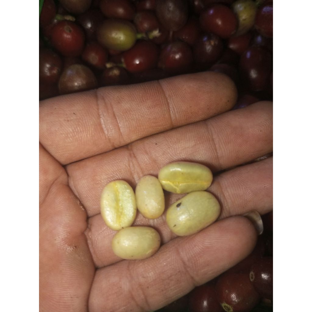 bibit kopi semai jenis liberika(benih kopi liberika asli)