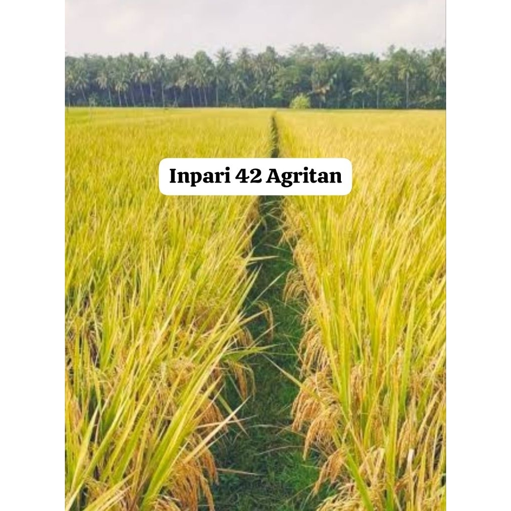 BIBIT BENIH PADI INPARI 42 AGRITAN (Benih Dasar) Label Putih Premium Original 5kg