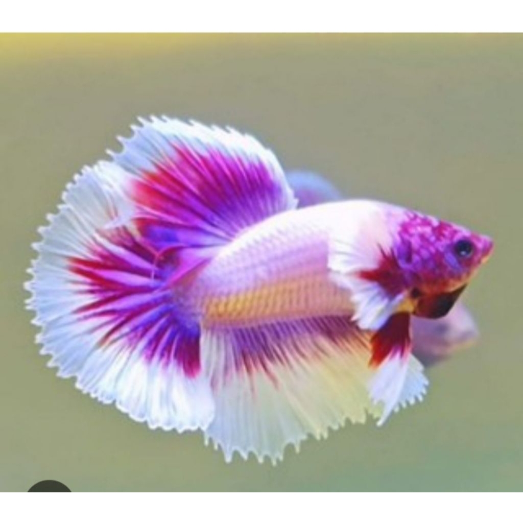 CUPANG HM PING WHITE SUPER DUMBO