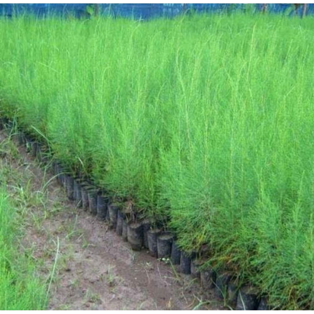 tanaman hias cemara air pohon cemara air