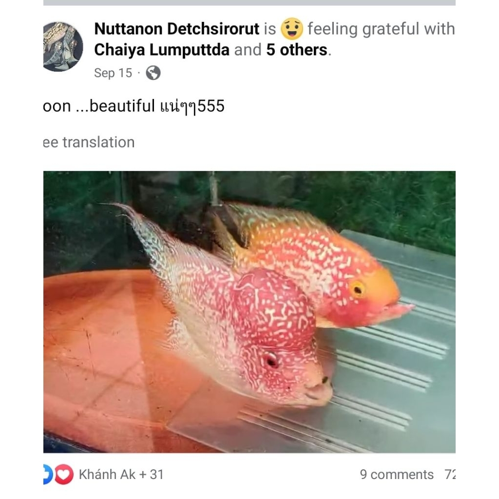 BAHAN KAMFA F2 GEN GB BY GDK THAILAND ORIGINAL 100000%