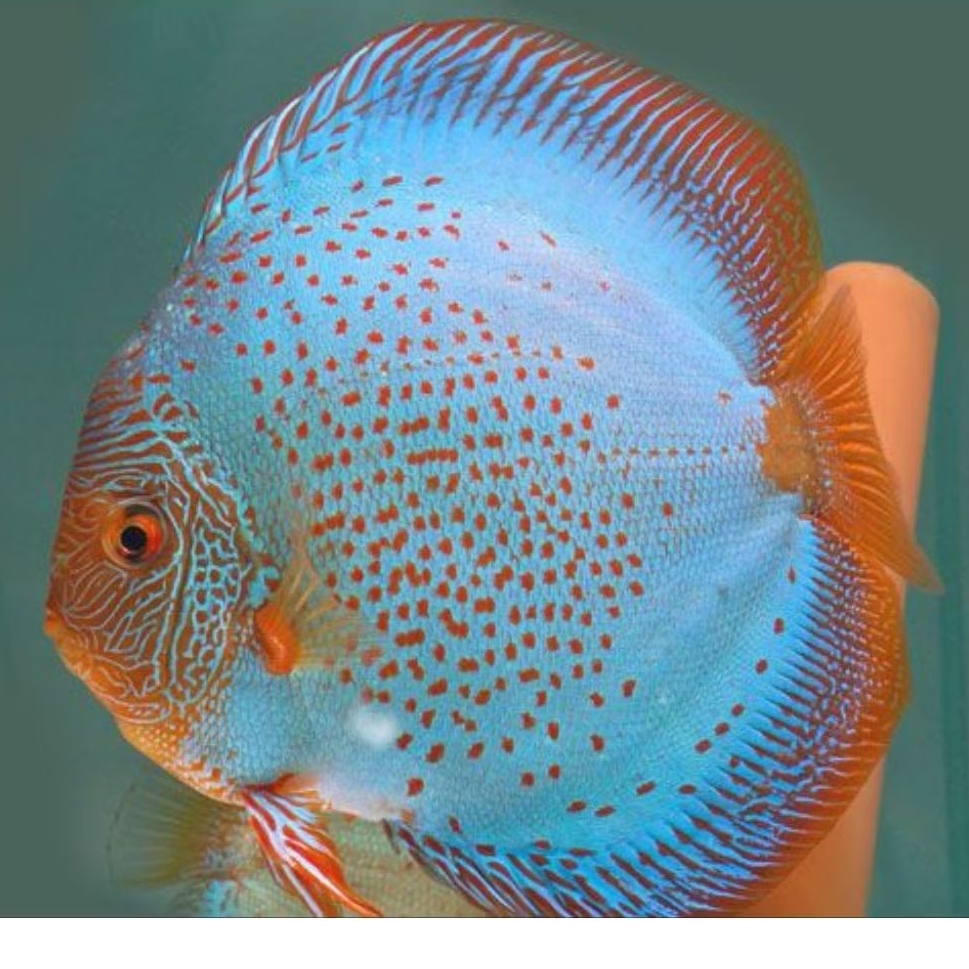 Discus Blue Scorpion //ikan hias aquarium aquascape