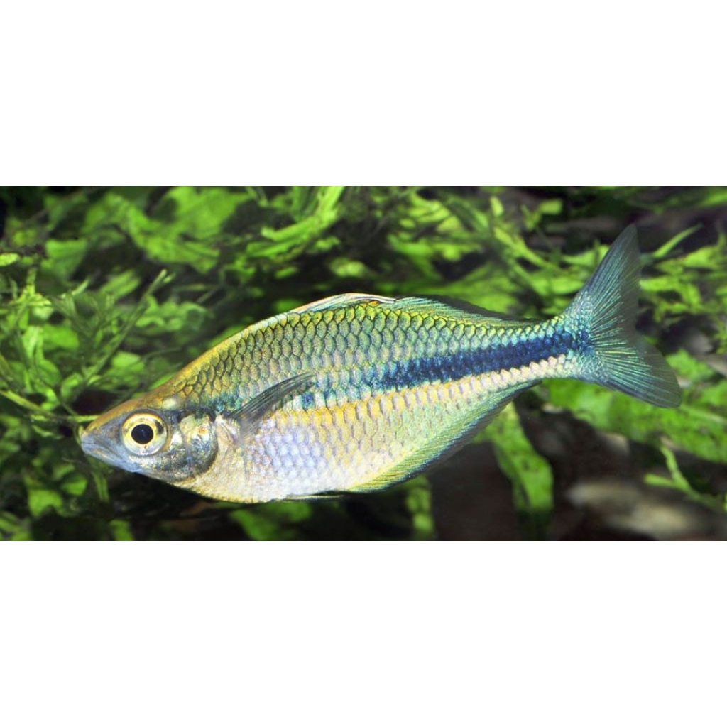 Rainbow Lacutris (Rainbow Biru) Ikan Aquascape