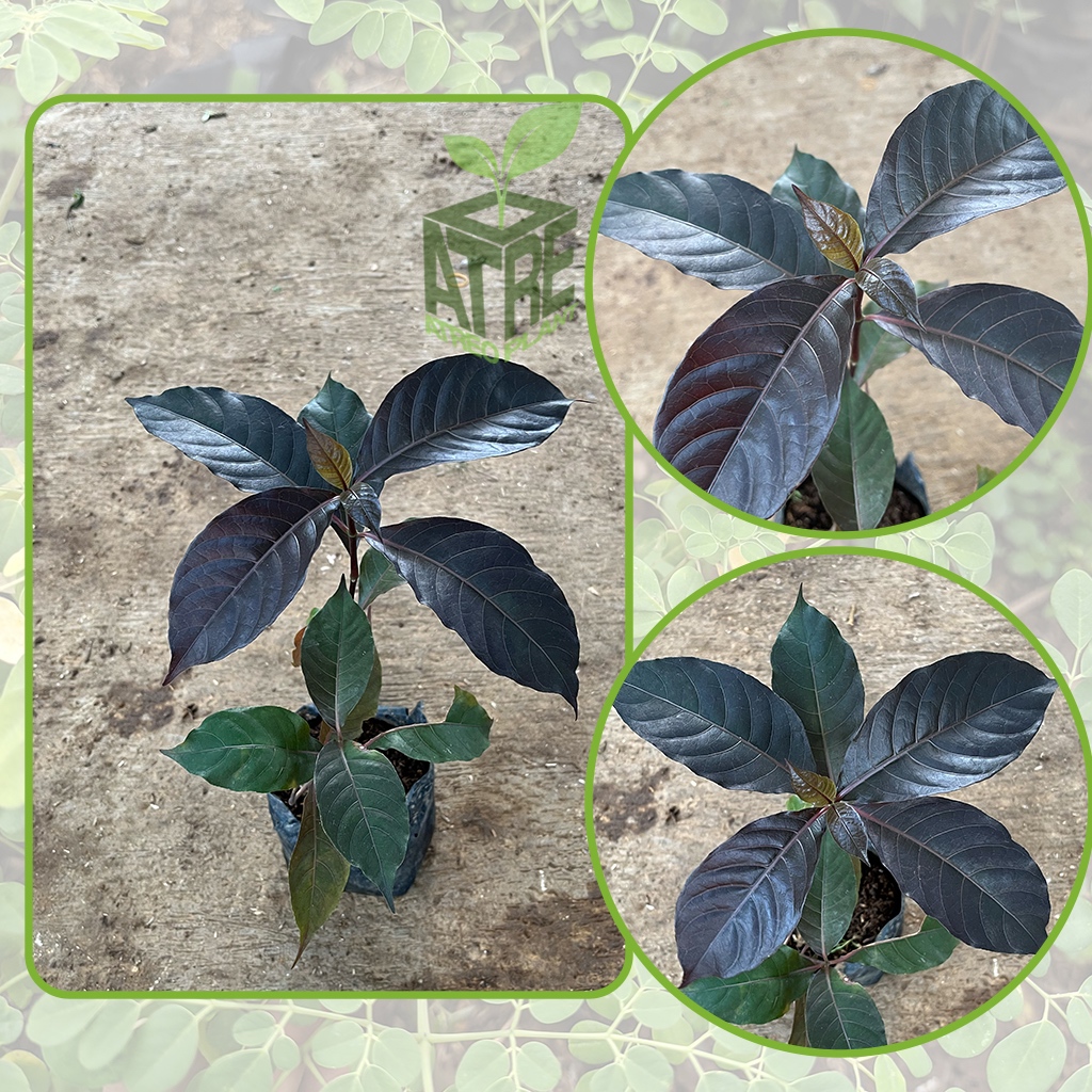 Tanaman Bibit Handeleum Tanaman Daun Ungu Tanaman handelem Tanaman herbal Daun ungu