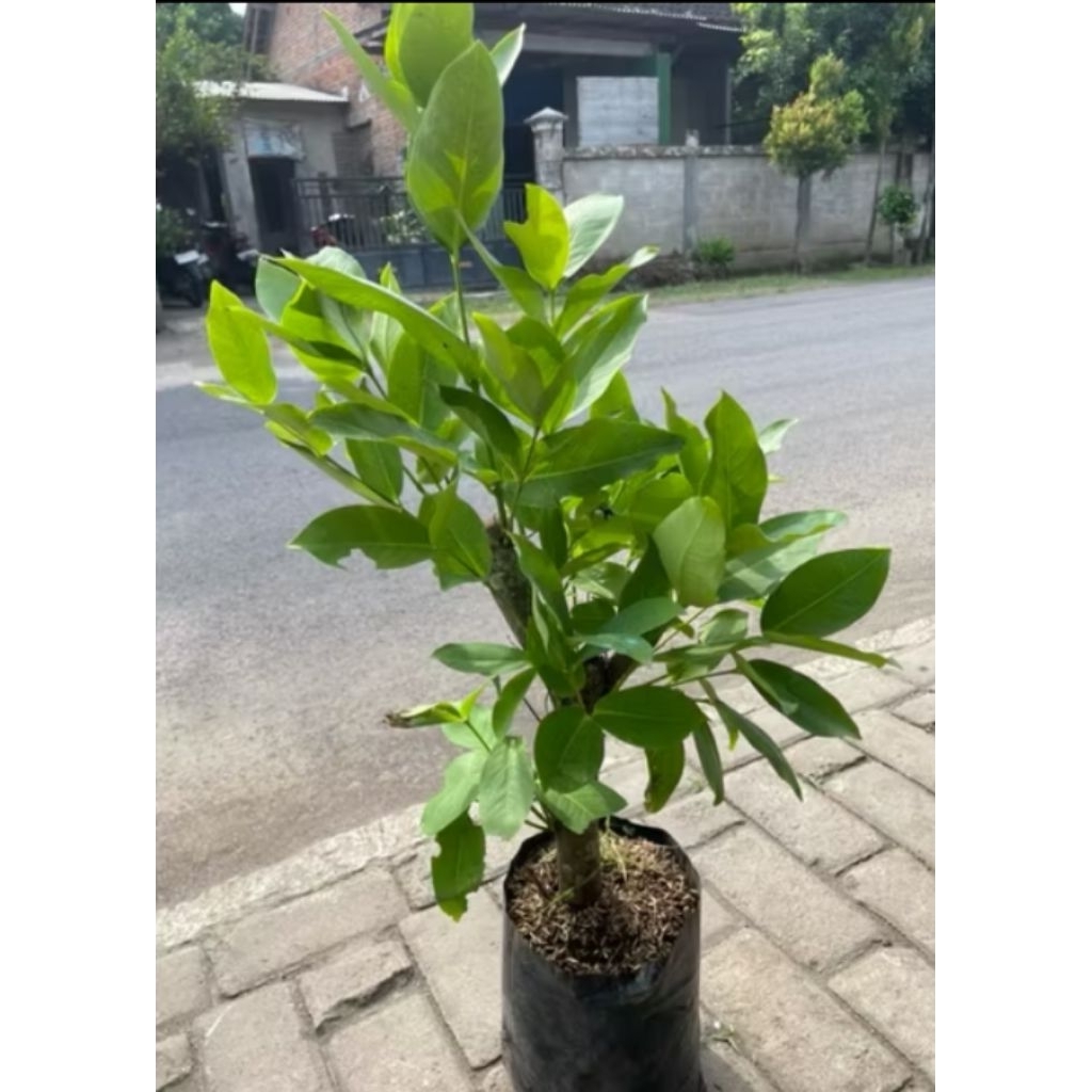 BIBIT JAMBU AIR CANGKO SUPER READY SEMUA JENIS