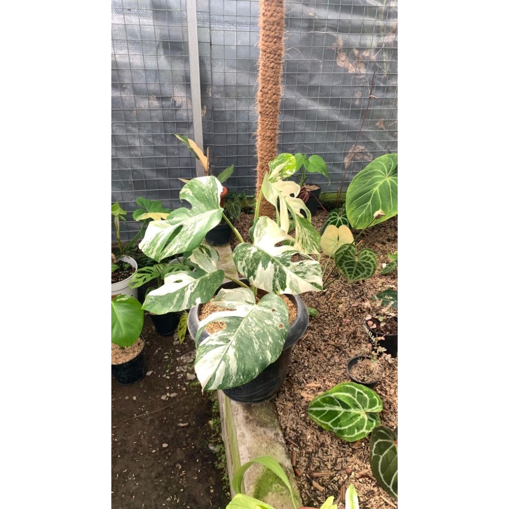 Monstera albo Variegata