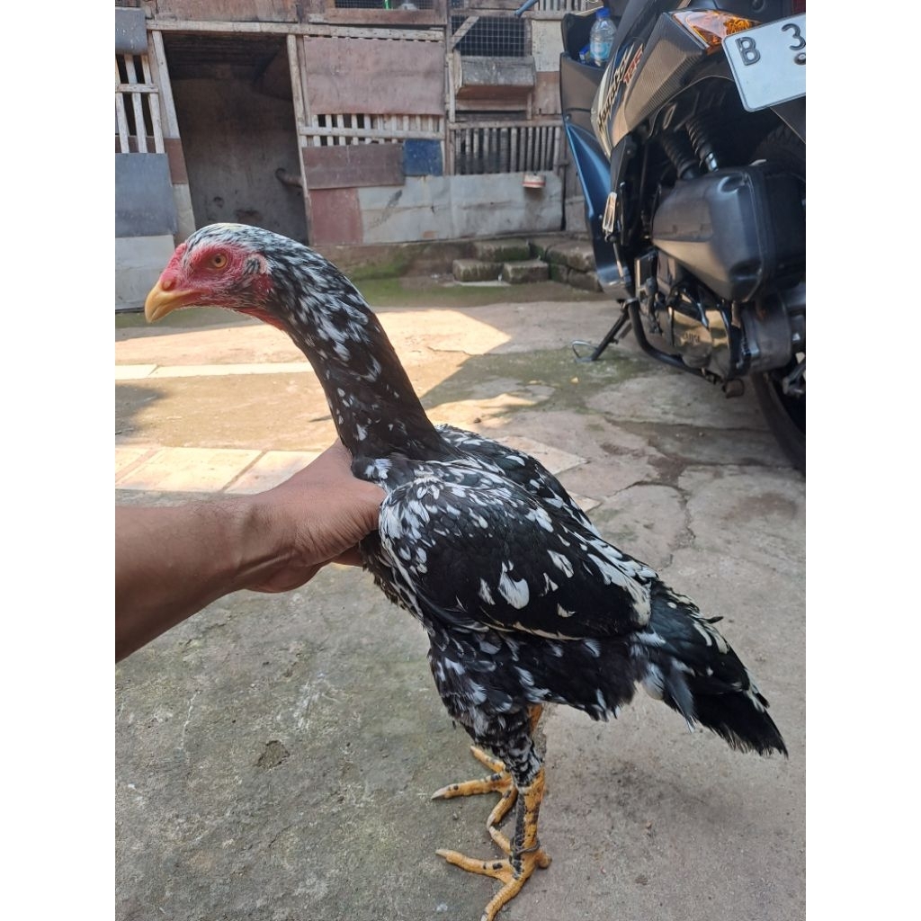 ayam betina pakhoy jos