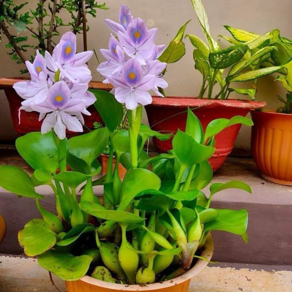 Tanaman air eceng gondok/ Tanaman eceng gondok/ Tanaman aquascape