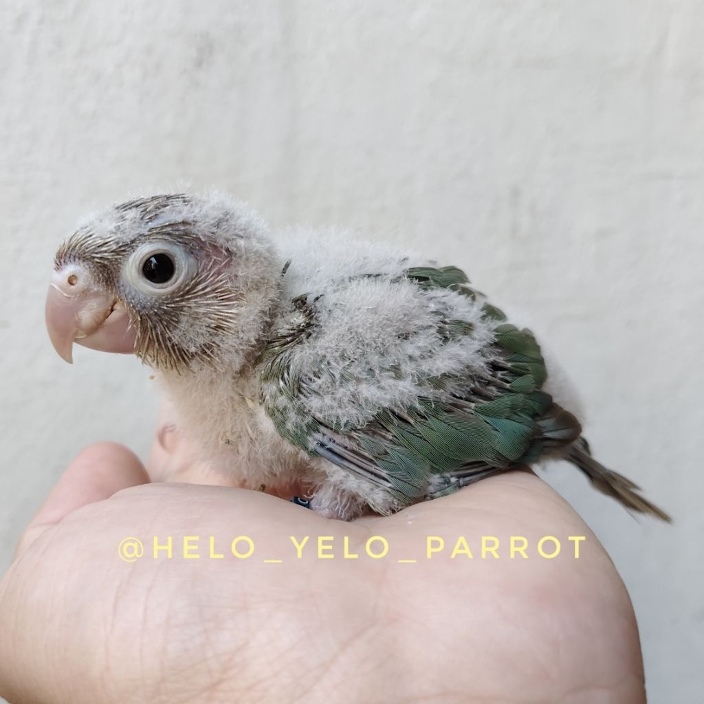 Turqoise Conure
