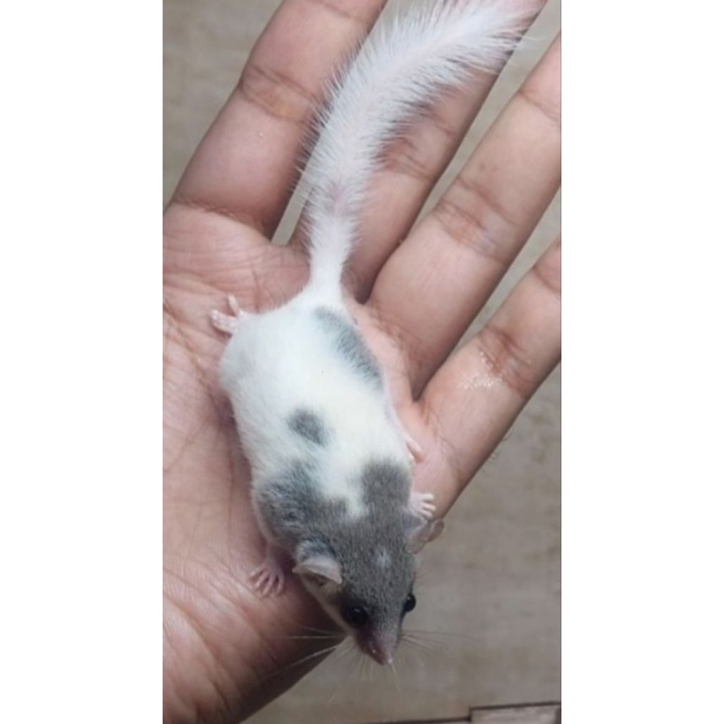 African Pygmy Dormice Tupai Kerdil Mini