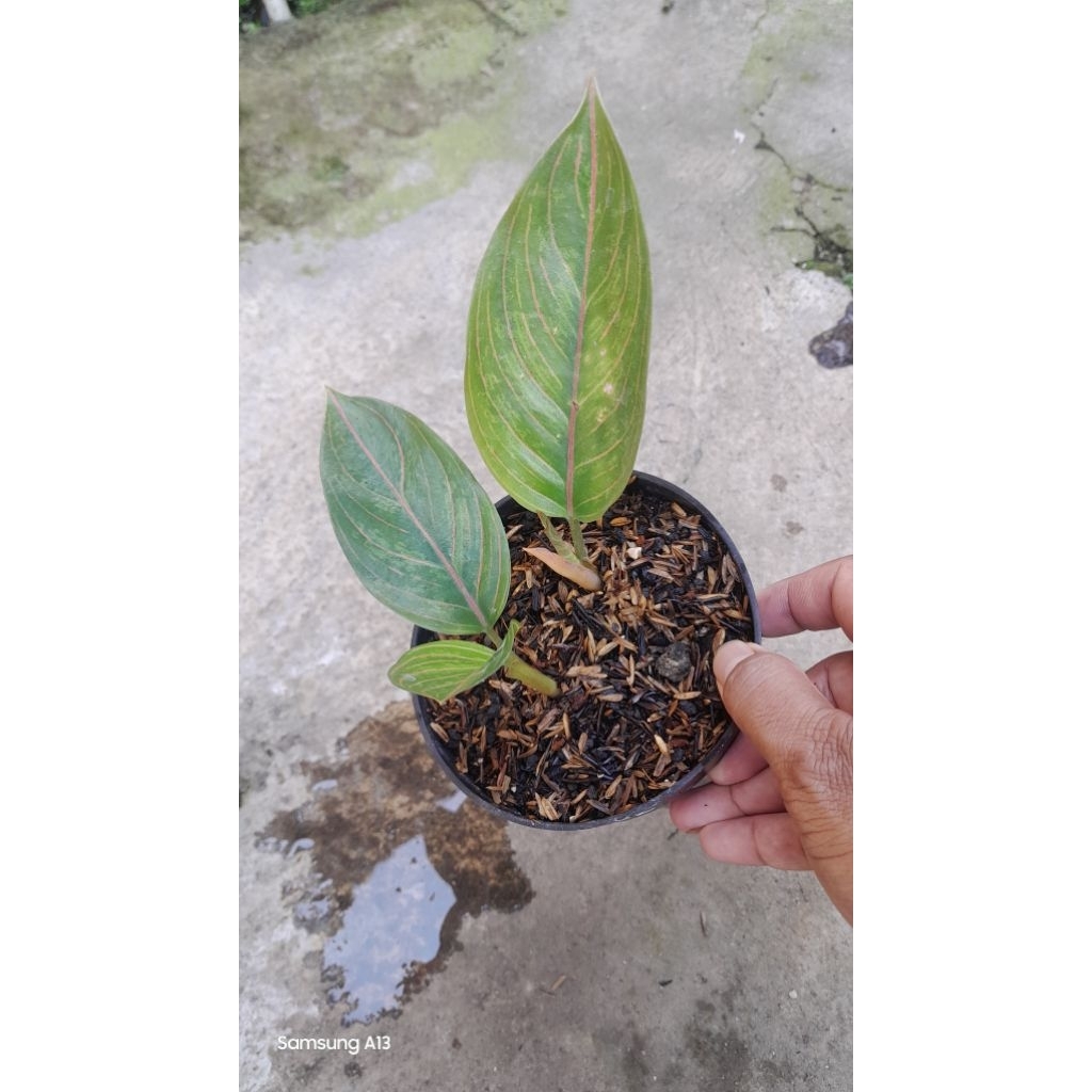 Aglonema KRESNA BLACK Rumpun 2 (Size Baby) (3)