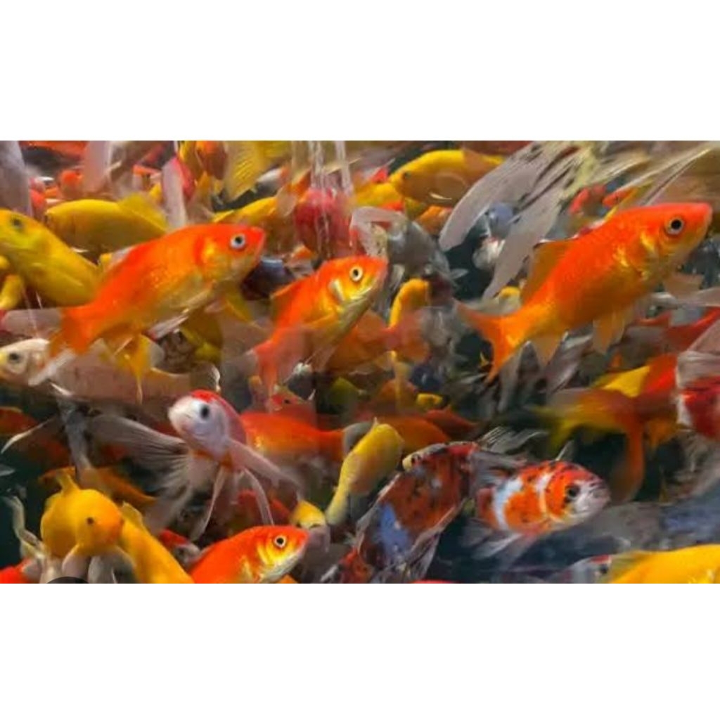 Komet Bokim, pancawarna, 13rb=1 ekor, ukuran -+7cm, ikan hias airtawar, aquarium kolam beli banyak b