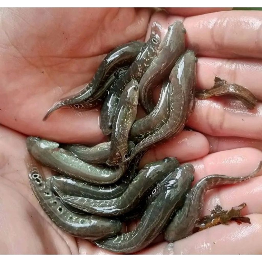 paket murah 5 ekor Ikan Channa Asiatica WS bahan gondrong grade A+ size 5-8 cm