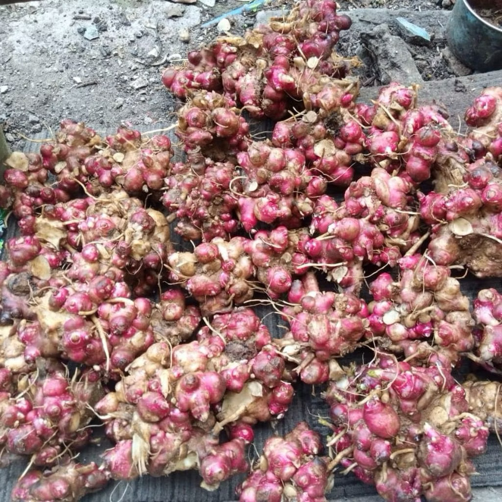 BIBIT YACON REMPANG/TUNAS SIAP TANAM