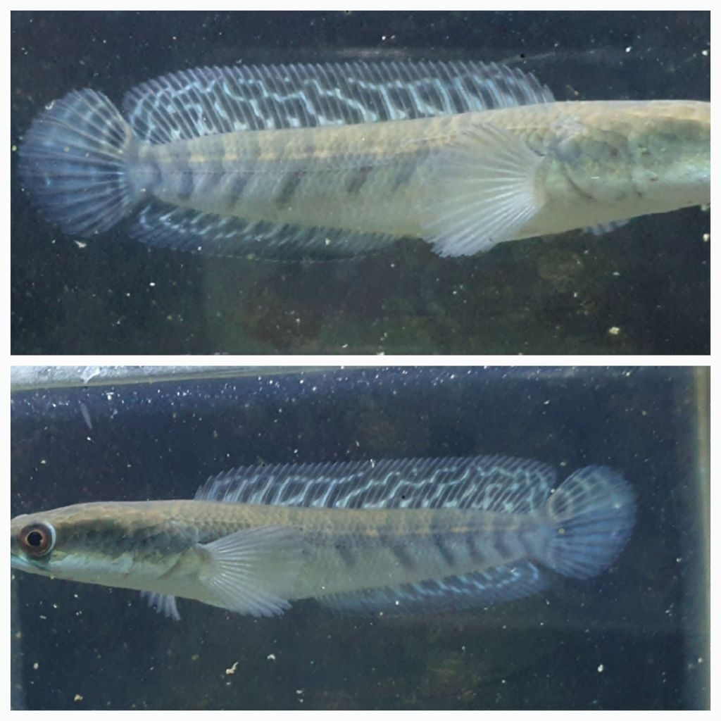 CHANA YS SIMET BERCABUNG BAR RAPI ANGKA 999 14-15cm