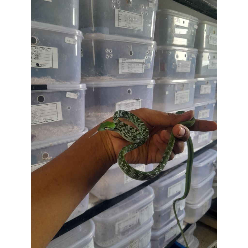 display kandang ular pucuk hijau / promo terbatas