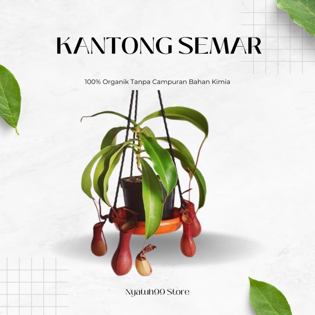 Nepenthes Ampullaria Kantong Semar | Tanaman Carnivora Premium