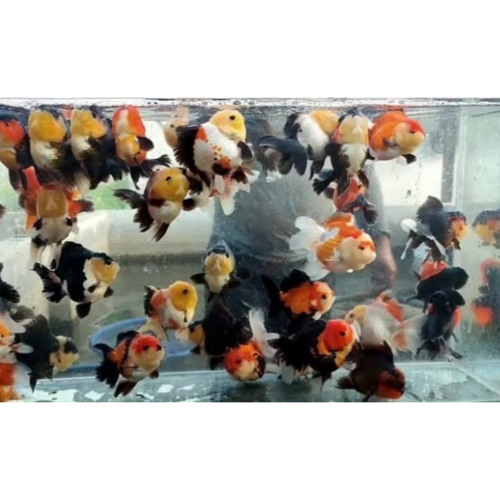 Hiasan Koki Panda - Mas Koki Panda Ukuran L Hiasan Aquarium |Ikan Hias Bozz Louhan|