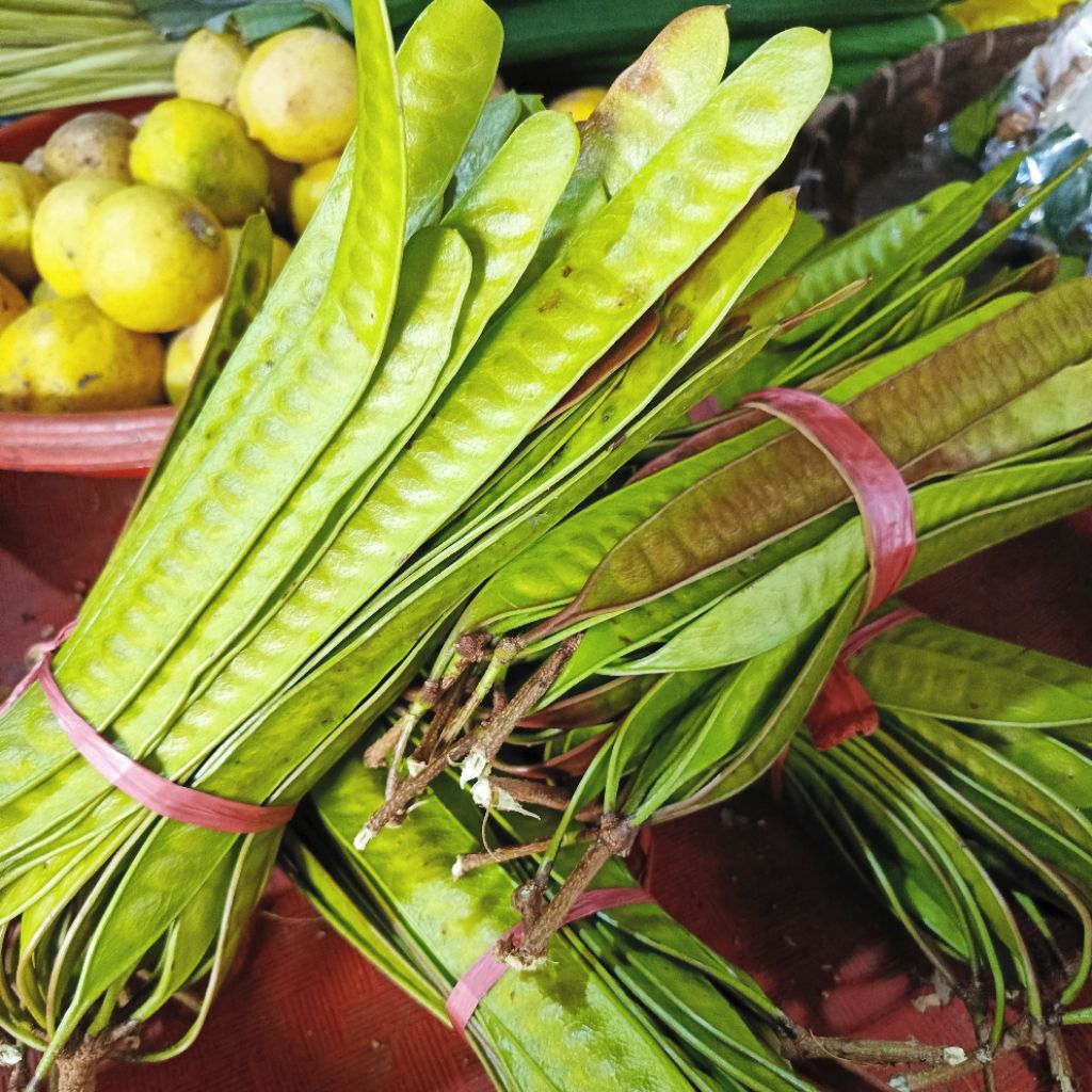 lamtoro /mlanding 1 ikat