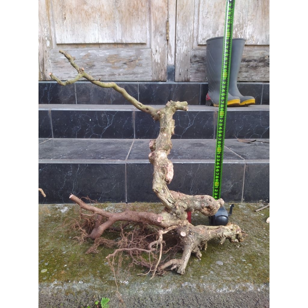 Bahan bonsai Ileng-ileng / Mangsian / Phylantus reticulatus