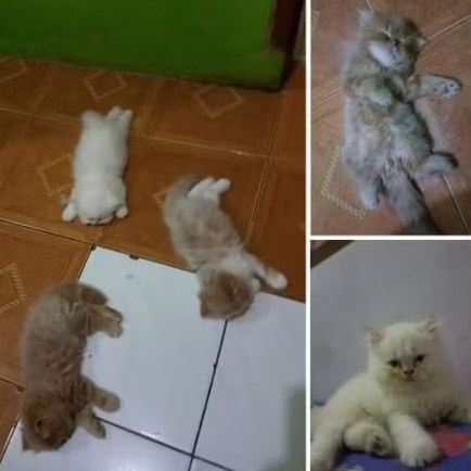 kucing gemuk