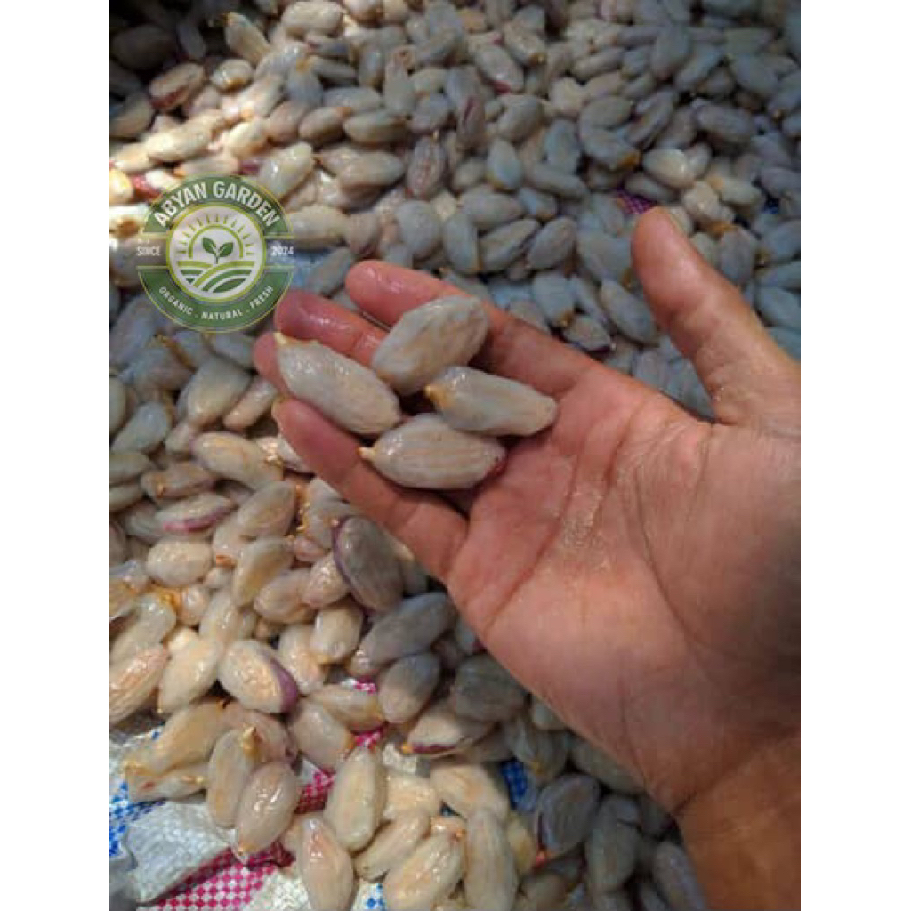 Biji benih super kakao MCC02