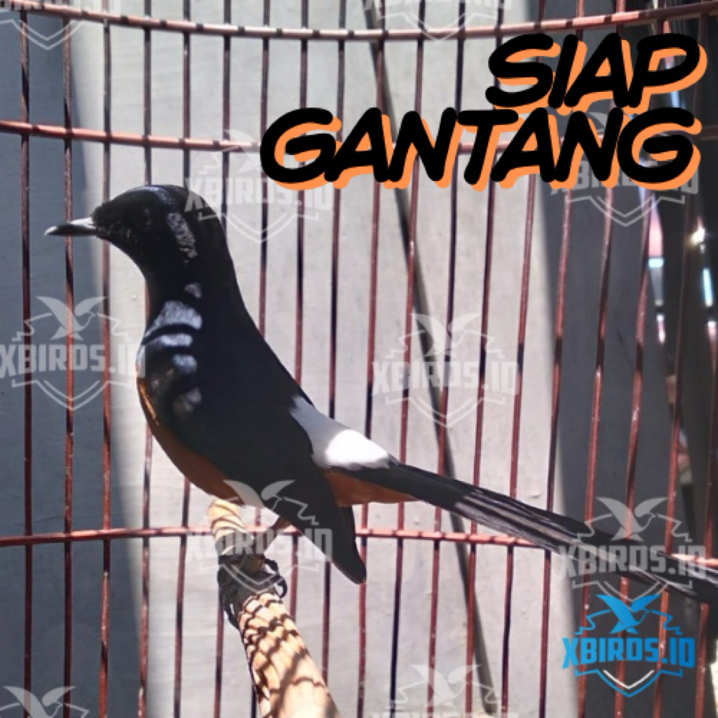 MURAI BATU MEDAN GACOR DOR SIAP GANTANG FULLSET