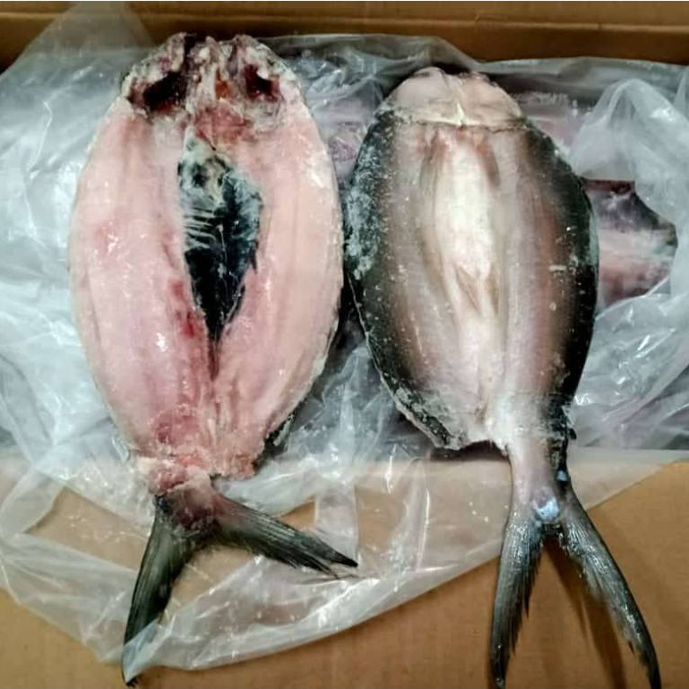 Ikan Bandeng Segar Ikan Bandeng Cabut Duri Ikan Bandeng Cabut Tulang