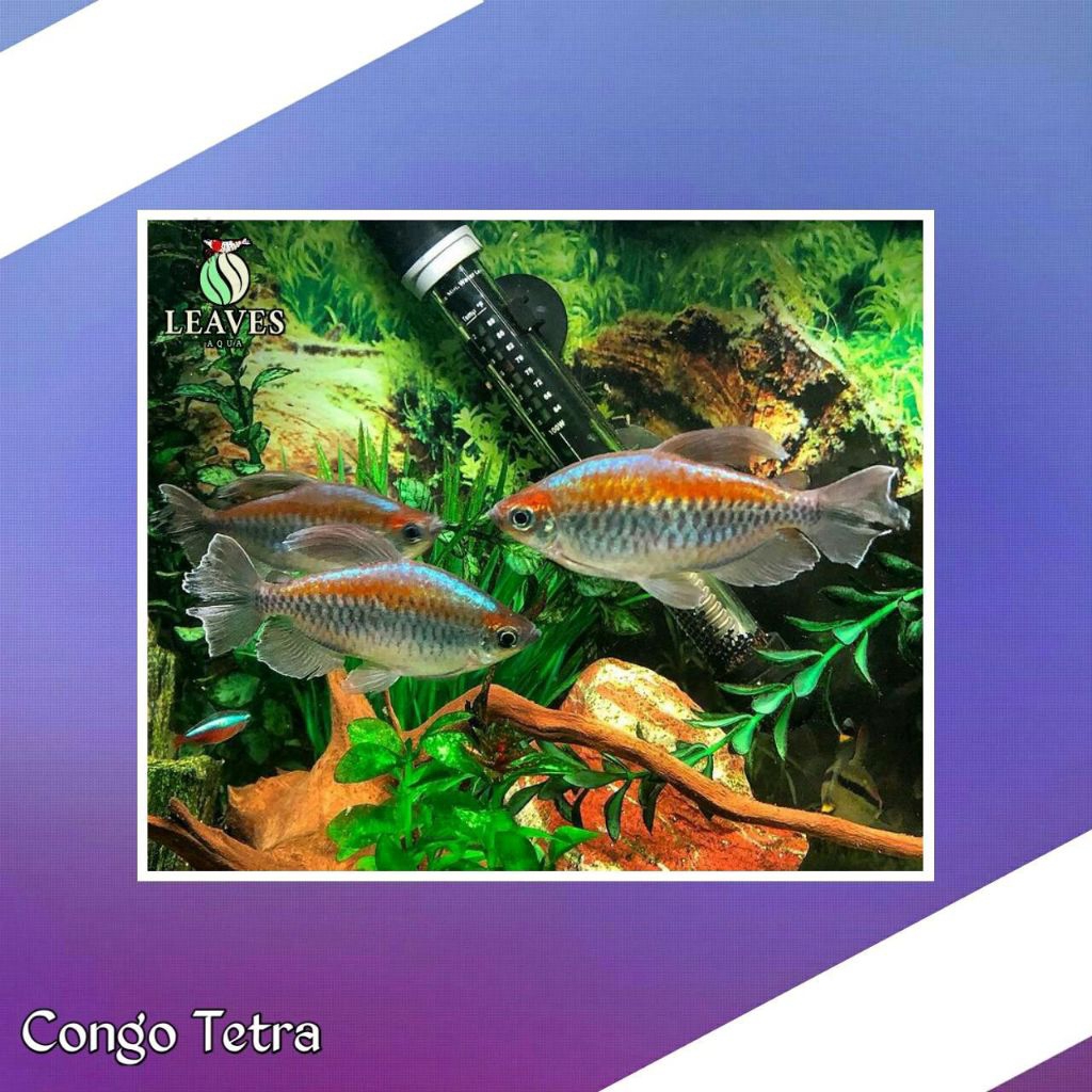 ikan congo tetra jantan dewasa