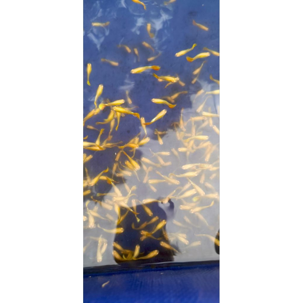 Guppy ALBINO YELLOW TIGER