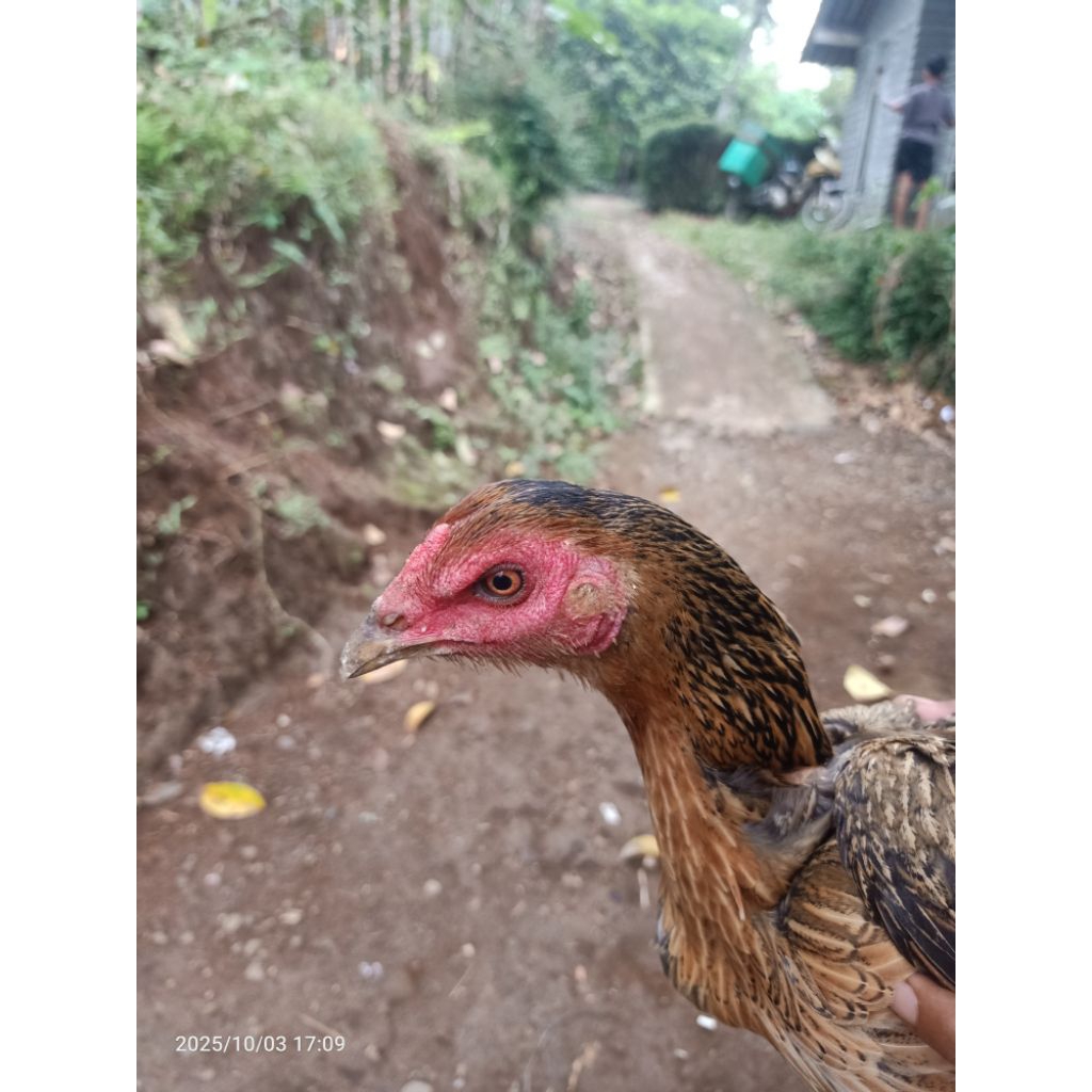 Ayam pama import