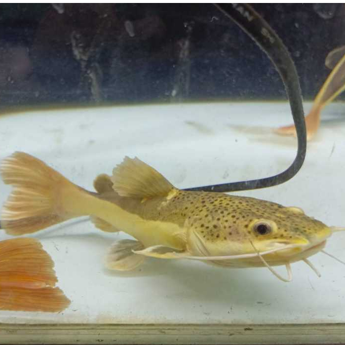 Ikan Hias RTC 15-20CM