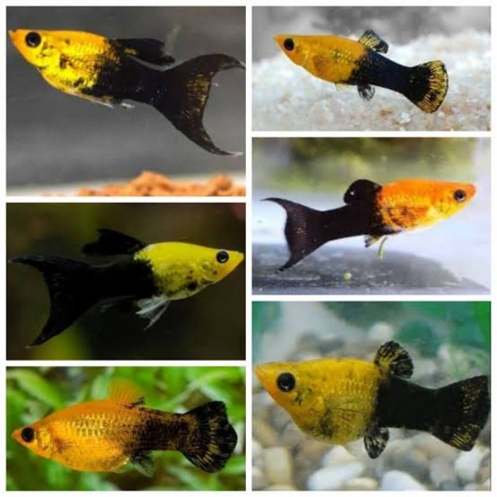 ikan molly golden black
