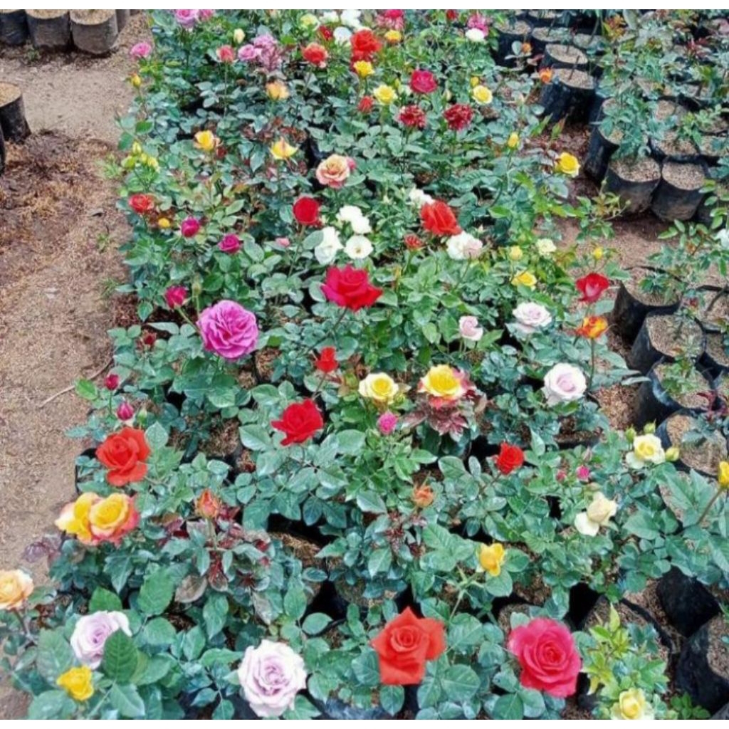 tanaman hias pihon bunga mawar / pohon mawar kembang jumbo