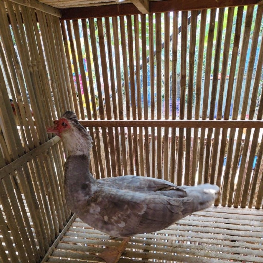 Entok jumbo/daging entok potong fress