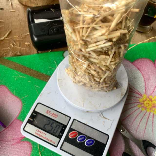Akar Alang Alang Segar Pendek Akar Alang Alang Fresh Pendek 5cm