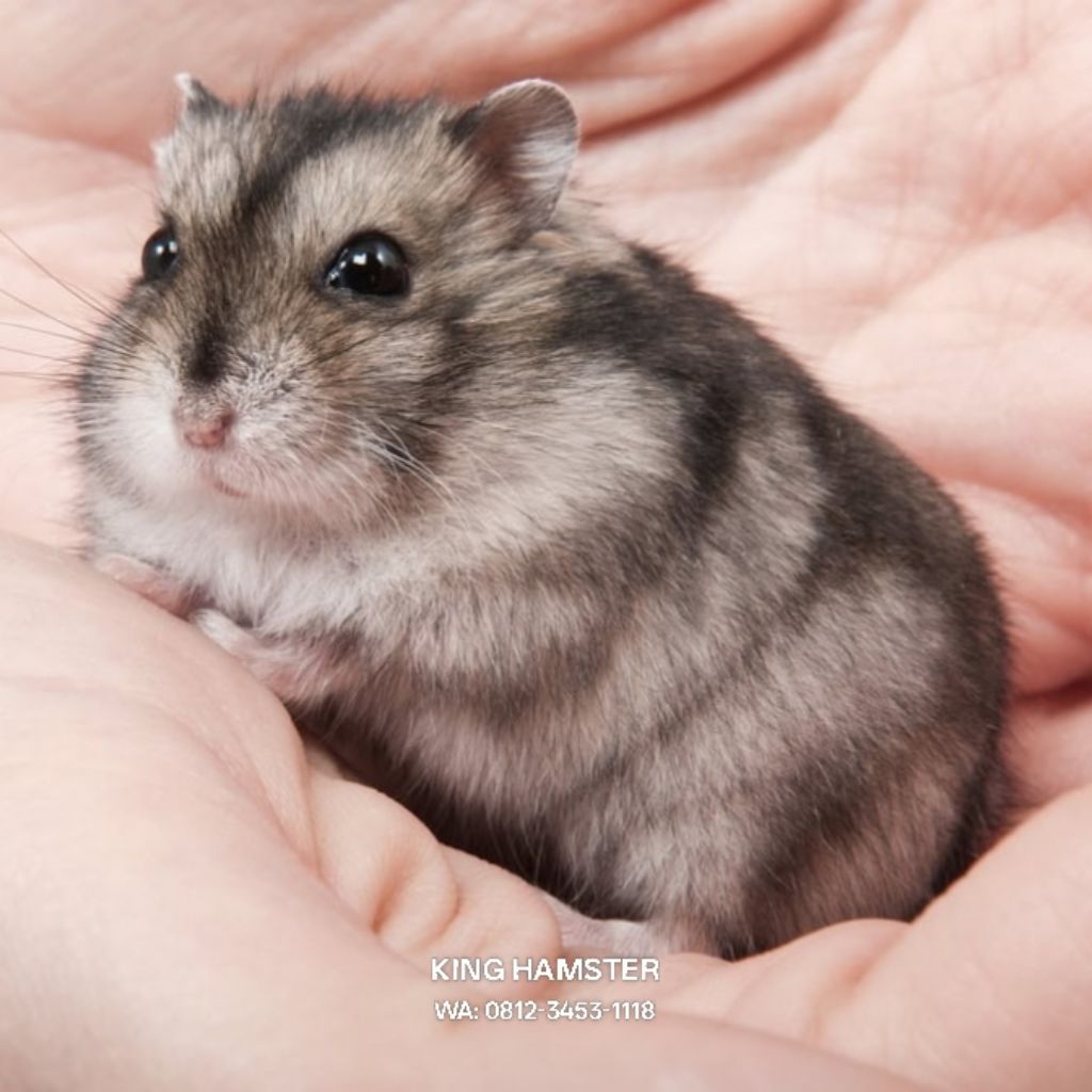 Hamster Winter White Gembul Lucu / Hamster Winter Cantik Dan Jinak Termurah