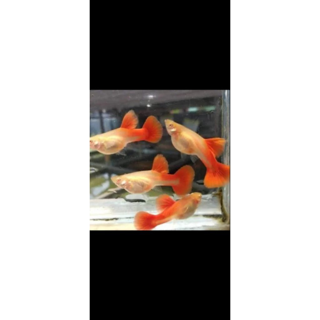 guppy albino full red AFR betina