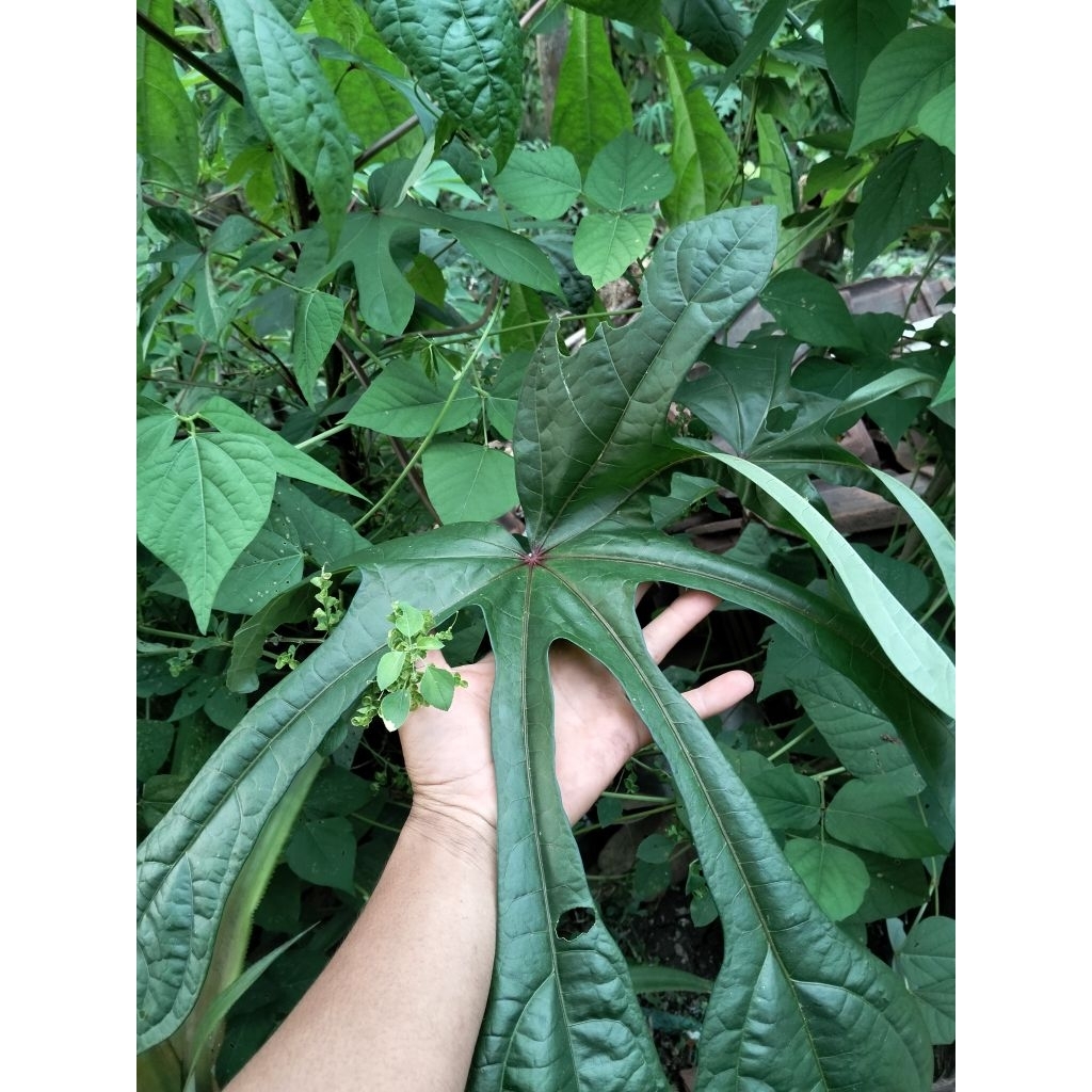 bibit singkong papua MB 3. daun jari jumbo 10 batang
